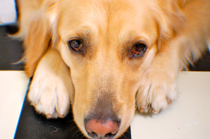 Special thanks to my sous chef and lighting specialist, Simon and his pup and floor warmer, Beija